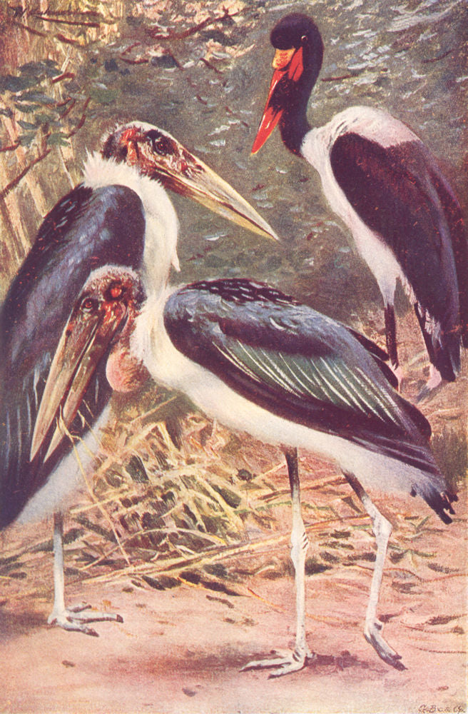 MARIBOU STORK LEPTOPTILUS CRUMENIFER. African Jabirou Mycteria senegalensis 1907